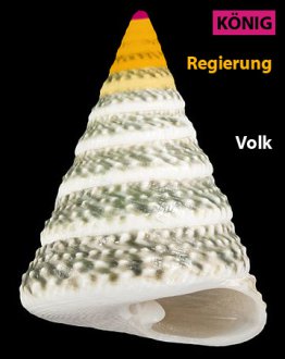 Kegelschnecke veranschaulicht Königreich