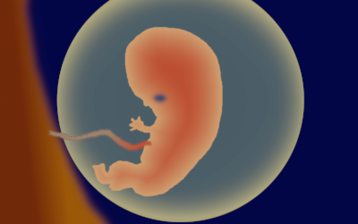 Embryo in der Fruchtblase