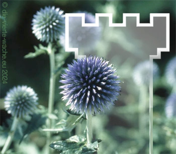Kugeldisteln @pflanzmich.de